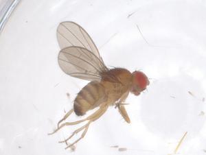  ( - CBG-B15734-H08)  @11 [ ] CreativeCommons - Attribution Share - Alike (2025) Centre for Biodiversity Genomics Centre for Biodiversity Genomics