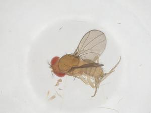  ( - CBG-B15735-B05)  @11 [ ] CreativeCommons - Attribution Share - Alike (2025) Centre for Biodiversity Genomics Centre for Biodiversity Genomics