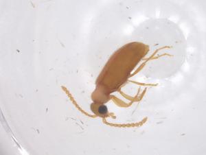  ( - CBG-B15752-G10)  @11 [ ] CreativeCommons - Attribution Share - Alike (2025) Centre for Biodiversity Genomics Centre for Biodiversity Genomics