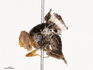  ( - CBG-B19967-A10)  @11 [ ] CreativeCommons - Attribution Share - Alike (2025) CBG Photography Group Centre for Biodiversity Genomics