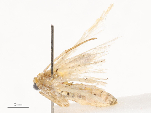  ( - CBG-B20051-C03)  @11 [ ] CreativeCommons - Attribution Share - Alike (2025) CBG Photography Group Centre for Biodiversity Genomics