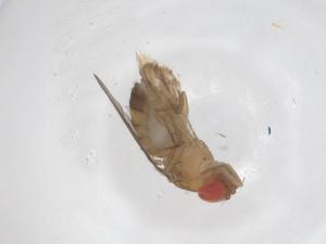  ( - CBG-B22267-F10)  @11 [ ] CreativeCommons - Attribution Share - Alike (2025) Centre for Biodiversity Genomics Centre for Biodiversity Genomics