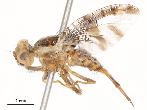  ( - CBG-B00181-D09)  @11 [ ] CreativeCommons - Attribution Share - Alike (2025) CBG Photography Group Centre for Biodiversity Genomics