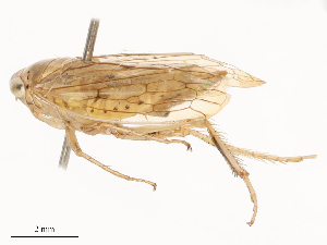  ( - CBG-B00183-H04)  @11 [ ] CreativeCommons - Attribution Share - Alike (2025) CBG Photography Group Centre for Biodiversity Genomics