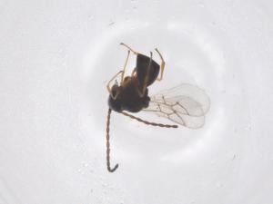  ( - CBG-B01795-G08)  @11 [ ] CreativeCommons - Attribution Share - Alike (2025) Centre for Biodiversity Genomics Centre for Biodiversity Genomics