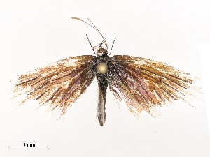  ( - CBG-B01799-B04)  @11 [ ] CreativeCommons - Attribution Share - Alike (2025) CBG Photography Group Centre for Biodiversity Genomics