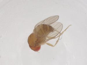  ( - CBG-B01802-D11)  @11 [ ] CreativeCommons - Attribution Share - Alike (2025) Centre for Biodiversity Genomics Centre for Biodiversity Genomics