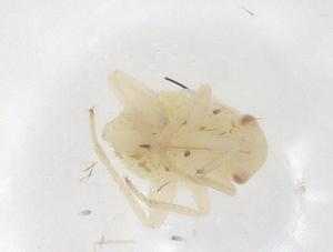  ( - CBG-B01884-G05)  @11 [ ] CreativeCommons - Attribution Share - Alike (2025) Centre for Biodiversity Genomics Centre for Biodiversity Genomics