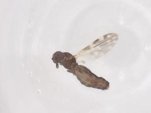  ( - CBG-B01886-B08)  @11 [ ] CreativeCommons - Attribution Share - Alike (2025) Centre for Biodiversity Genomics Centre for Biodiversity Genomics