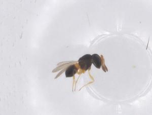  ( - CBG-B01890-D05)  @11 [ ] CreativeCommons - Attribution Share - Alike (2025) Centre for Biodiversity Genomics Centre for Biodiversity Genomics