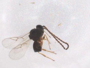  ( - CBG-B01896-C04)  @11 [ ] CreativeCommons - Attribution Share - Alike (2025) Centre for Biodiversity Genomics Centre for Biodiversity Genomics