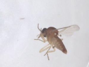  ( - CBG-B01897-A04)  @11 [ ] CreativeCommons - Attribution Share - Alike (2025) Centre for Biodiversity Genomics Centre for Biodiversity Genomics