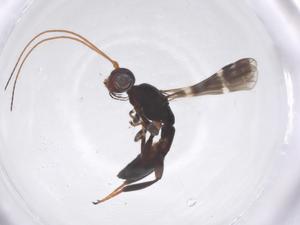  ( - CBG-B01921-D12)  @11 [ ] CreativeCommons - Attribution Share - Alike (2025) Centre for Biodiversity Genomics Centre for Biodiversity Genomics