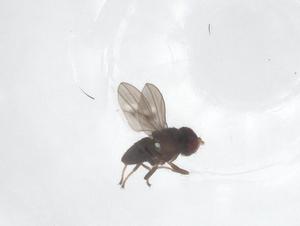  ( - CBG-B01964-E12)  @11 [ ] CreativeCommons - Attribution Share - Alike (2025) Centre for Biodiversity Genomics Centre for Biodiversity Genomics