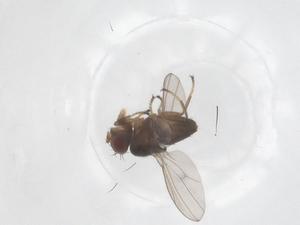  ( - CBG-B01964-F05)  @11 [ ] CreativeCommons - Attribution Share - Alike (2025) Centre for Biodiversity Genomics Centre for Biodiversity Genomics