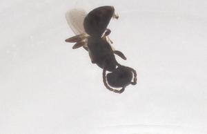  ( - CBG-B01965-D12)  @11 [ ] CreativeCommons - Attribution Share - Alike (2025) Centre for Biodiversity Genomics Centre for Biodiversity Genomics