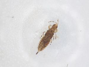  ( - CBG-B02567-B07)  @11 [ ] CreativeCommons - Attribution Share - Alike (2025) Centre for Biodiversity Genomics Centre for Biodiversity Genomics