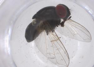  ( - CBG-B06969-D02)  @11 [ ] CreativeCommons - Attribution Share - Alike (2025) Centre for Biodiversity Genomics Centre for Biodiversity Genomics