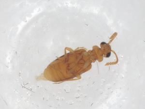  ( - CBG-B07251-F10)  @11 [ ] CreativeCommons - Attribution Share - Alike (2025) Centre for Biodiversity Genomics Centre for Biodiversity Genomics