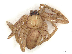  ( - CBG-B07579-H07)  @11 [ ] CreativeCommons - Attribution Share - Alike (2025) CBG Photography Group Centre for Biodiversity Genomics