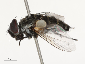  ( - CBG-B07594-A05)  @11 [ ] CreativeCommons - Attribution Share - Alike (2025) CBG Photography Group Centre for Biodiversity Genomics