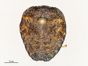 (Solenosthedium bilunatum - CBG-B07594-A09)  @11 [ ] CreativeCommons - Attribution Share - Alike (2025) CBG Photography Group Centre for Biodiversity Genomics