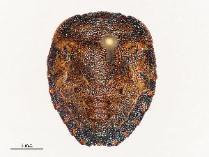  ( - CBG-B07594-A10)  @11 [ ] CreativeCommons - Attribution Share - Alike (2025) CBG Photography Group Centre for Biodiversity Genomics