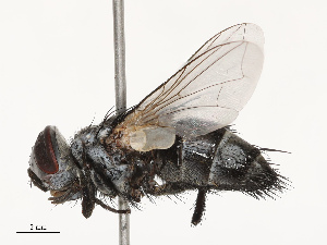  ( - CBG-B07594-B05)  @11 [ ] CreativeCommons - Attribution Share - Alike (2025) CBG Photography Group Centre for Biodiversity Genomics