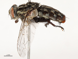  ( - CBG-B14790-D02)  @11 [ ] CreativeCommons - Attribution Share - Alike (2025) CBG Photography Group Centre for Biodiversity Genomics