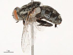  (Sarcophaga tibialis - CBG-B14790-E12)  @11 [ ] CreativeCommons - Attribution Share - Alike (2025) CBG Photography Group Centre for Biodiversity Genomics