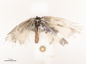  ( - CBG-B19165-B09)  @11 [ ] CreativeCommons - Attribution Share - Alike (2025) CBG Photography Group Centre for Biodiversity Genomics