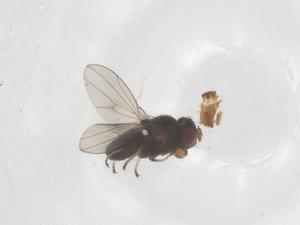  ( - CBG-B23698-F09)  @11 [ ] CreativeCommons - Attribution Share - Alike (2025) Centre for Biodiversity Genomics Centre for Biodiversity Genomics