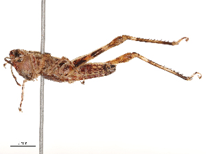  ( - CBG-B07468-C02)  @11 [ ] CreativeCommons - Attribution Share - Alike (2025) CBG Photography Group Centre for Biodiversity Genomics