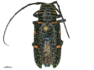  ( - CBG-B07471-A05)  @11 [ ] CreativeCommons - Attribution Share - Alike (2025) CBG Photography Group Centre for Biodiversity Genomics