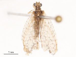  (Micromus timidus - CBG-B07471-D04)  @11 [ ] CreativeCommons - Attribution Share - Alike (2025) CBG Photography Group Centre for Biodiversity Genomics
