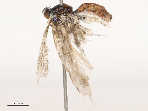  ( - CBG-B07576-E10)  @11 [ ] CreativeCommons - Attribution Share - Alike (2025) CBG Photography Group Centre for Biodiversity Genomics