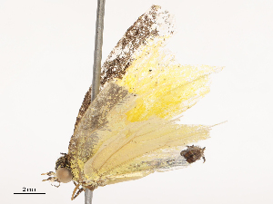  (Citrinophila - CBG-B07599-G03)  @11 [ ] CreativeCommons - Attribution Share - Alike (2025) CBG Photography Group Centre for Biodiversity Genomics