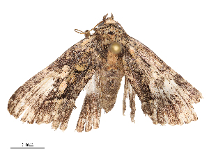  ( - CBG-B15691-A04)  @11 [ ] CreativeCommons - Attribution Share - Alike (2025) CBG Photography Group Centre for Biodiversity Genomics