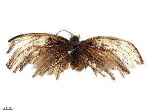  ( - CBG-B15757-G11)  @11 [ ] CreativeCommons - Attribution Share - Alike (2025) CBG Photography Group Centre for Biodiversity Genomics