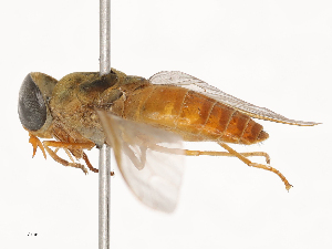  ( - CBG-B19967-D11)  @11 [ ] CreativeCommons - Attribution Share - Alike (2025) CBG Photography Group Centre for Biodiversity Genomics