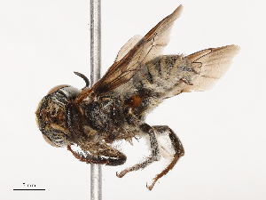  ( - CBG-B19975-A02)  @11 [ ] CreativeCommons - Attribution Share - Alike (2025) CBG Photography Group Centre for Biodiversity Genomics