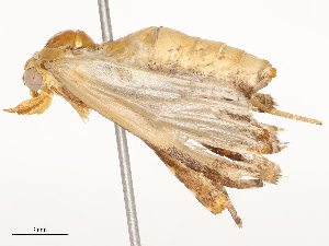  ( - CBG-B20053-G12)  @11 [ ] CreativeCommons - Attribution Share - Alike (2025) CBG Photography Group Centre for Biodiversity Genomics