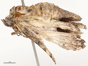  ( - CBG-B20053-H06)  @11 [ ] CreativeCommons - Attribution Share - Alike (2025) CBG Photography Group Centre for Biodiversity Genomics