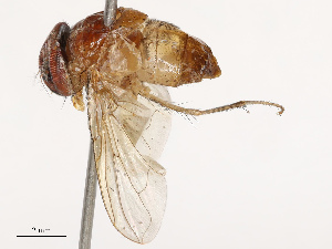  ( - CBG-B21611-A08)  @11 [ ] CreativeCommons - Attribution Share - Alike (2025) CBG Photography Group Centre for Biodiversity Genomics