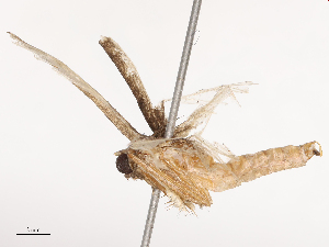  ( - CBG-B21616-A01)  @11 [ ] CreativeCommons - Attribution Share - Alike (2025) CBG Photography Group Centre for Biodiversity Genomics