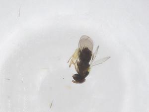  ( - CBG-B21661-D06)  @11 [ ] CreativeCommons - Attribution Share - Alike (2025) Centre for Biodiversity Genomics Centre for Biodiversity Genomics