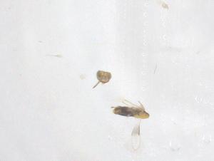  ( - CBG-B21683-G10)  @11 [ ] CreativeCommons - Attribution Share - Alike (2025) Centre for Biodiversity Genomics Centre for Biodiversity Genomics