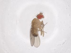  ( - CBG-B21840-D04)  @11 [ ] CreativeCommons - Attribution Share - Alike (2025) Centre for Biodiversity Genomics Centre for Biodiversity Genomics