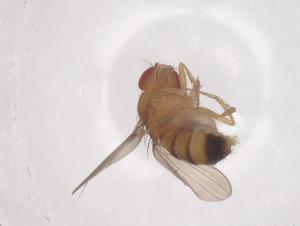  ( - CBG-B21840-D07)  @11 [ ] CreativeCommons - Attribution Share - Alike (2025) Centre for Biodiversity Genomics Centre for Biodiversity Genomics