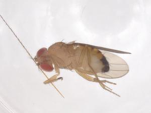  ( - CBG-B21840-E12)  @11 [ ] CreativeCommons - Attribution Share - Alike (2025) Centre for Biodiversity Genomics Centre for Biodiversity Genomics